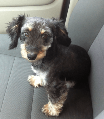 Safe homemade dog flea spray recipe