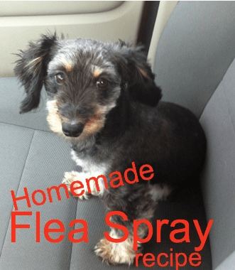 Homemade Flea Spray Recipe for Dogs!