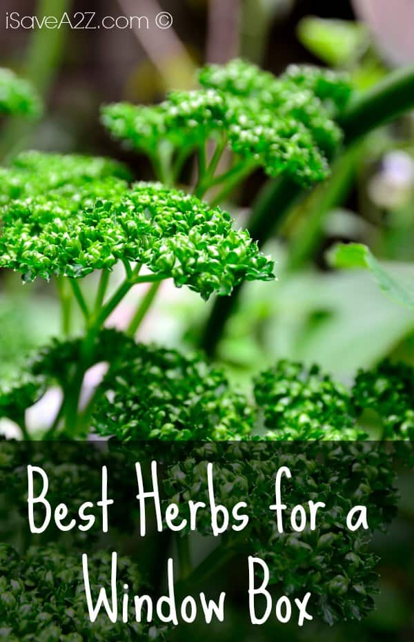 Best Herbs for a Window Box - iSaveA2Z.com
