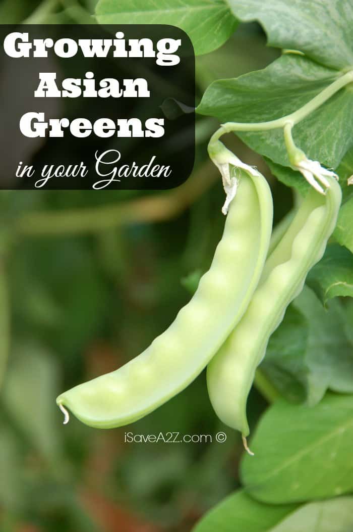 Growing Asian Greens in your Garden