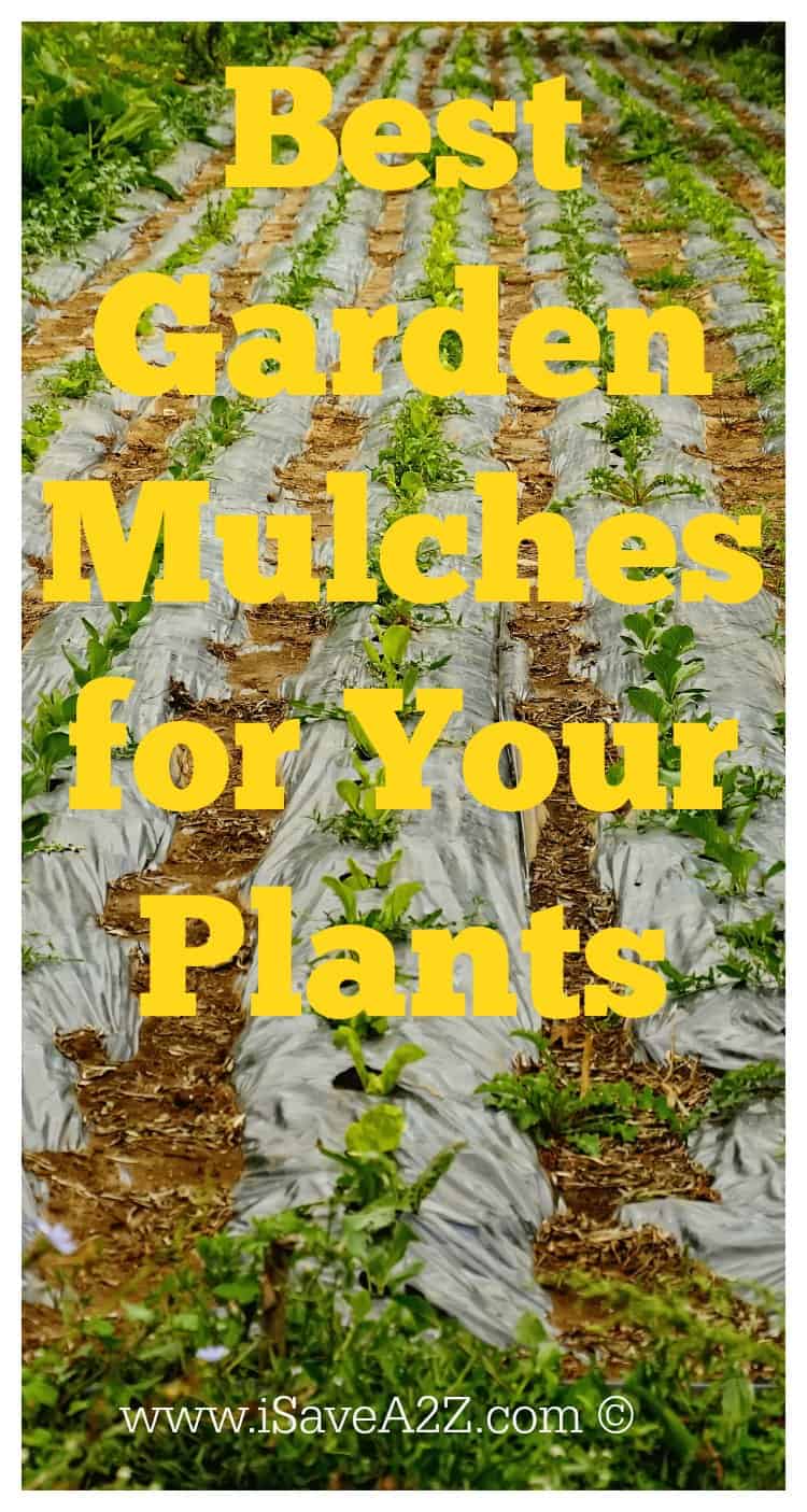 Best Garden Mulch for Your Plants