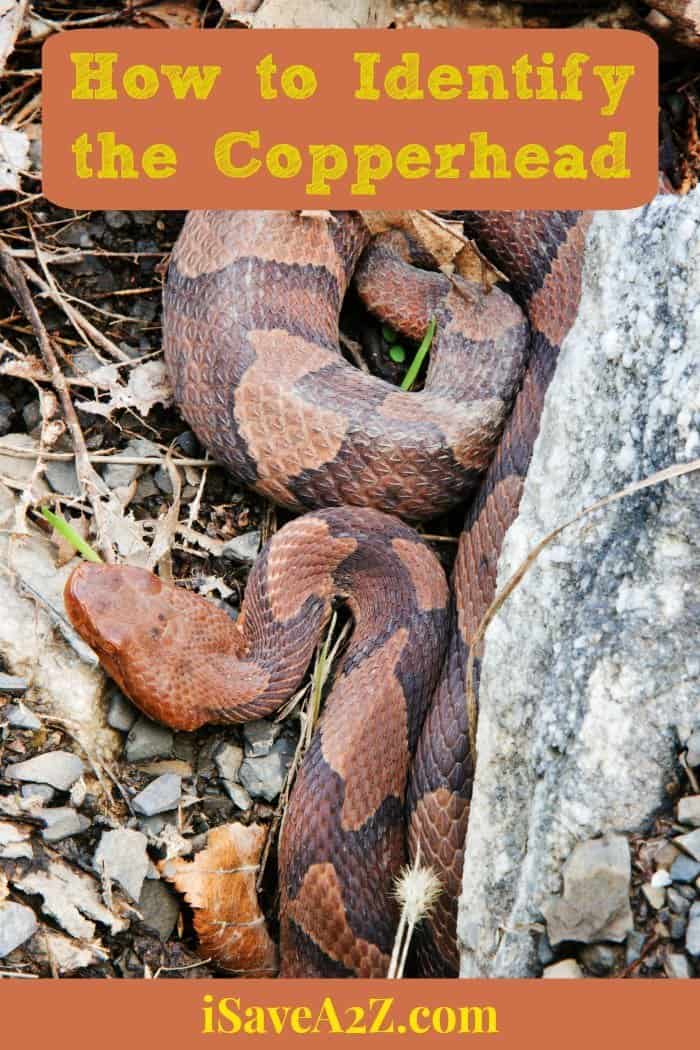 How to Identify the Copperhead