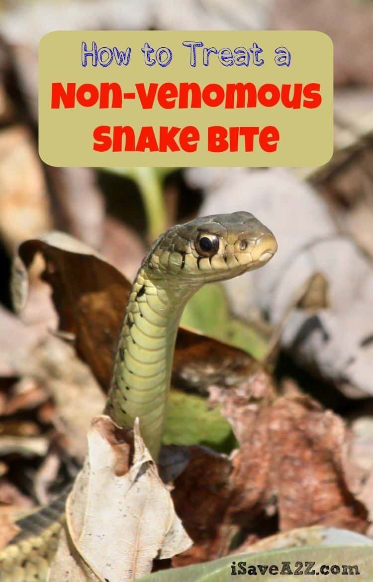 How to Treat a Non-Venomous Snake Bite