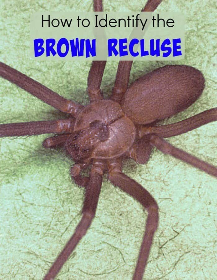 how to identify the brown recluse