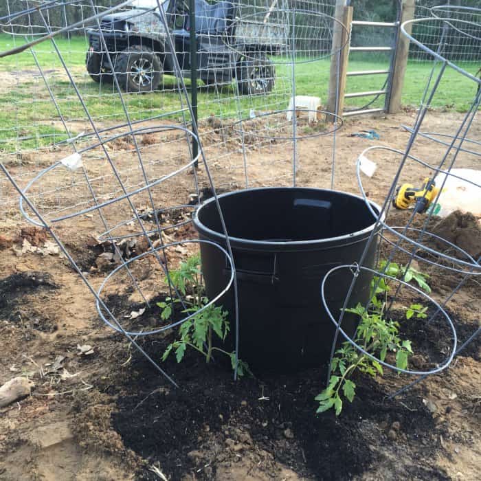 Tomato Plant Watering Hack 