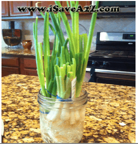 Frugal Tip:  Never pay for Green Onions again!