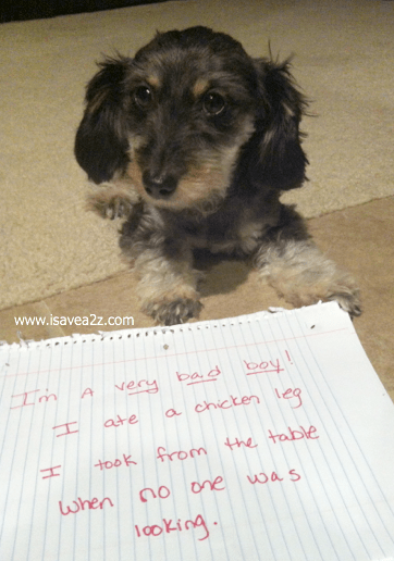 Dog Shaming! - iSaveA2Z.com