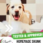 Homemade Skunk Odor Removal Recipe for Dogs