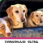 Homemade Skunk Odor Removal Recipe for Dogs