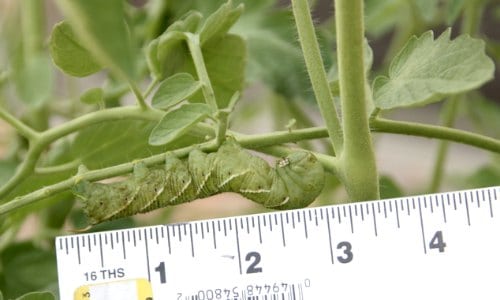 Huge Caterpillar in our Raised Garden Bed