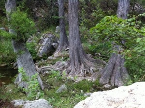 Hamilton Pool Preserve