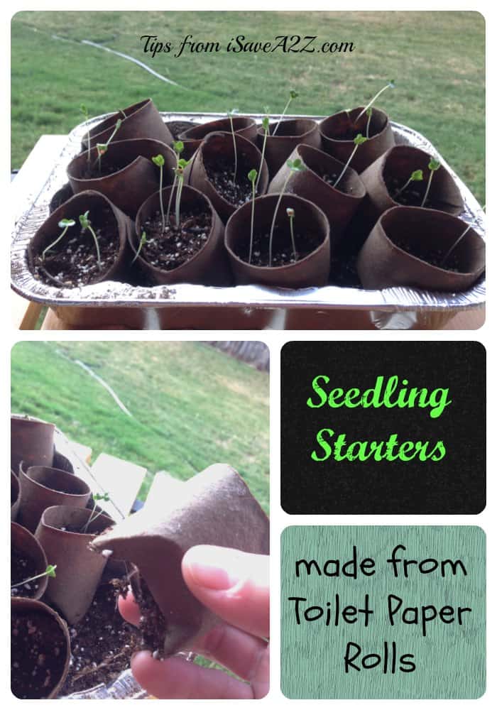 Seedling starters from toilet paper rolls #CapriSunPickers #Shop