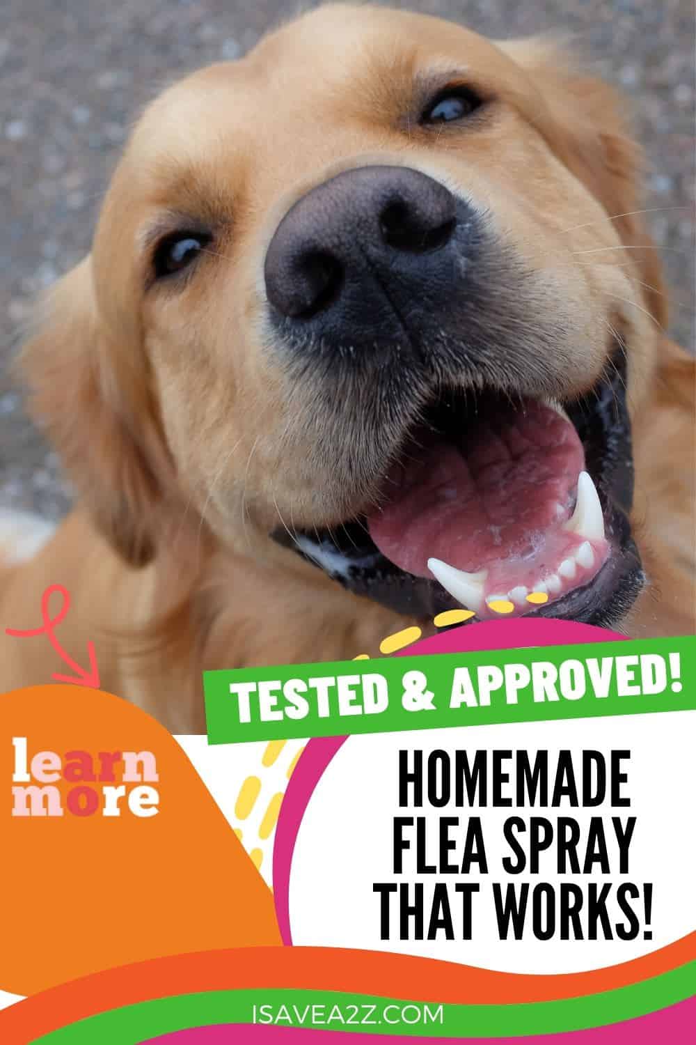 Homemade Flea Spray recipe that really works!