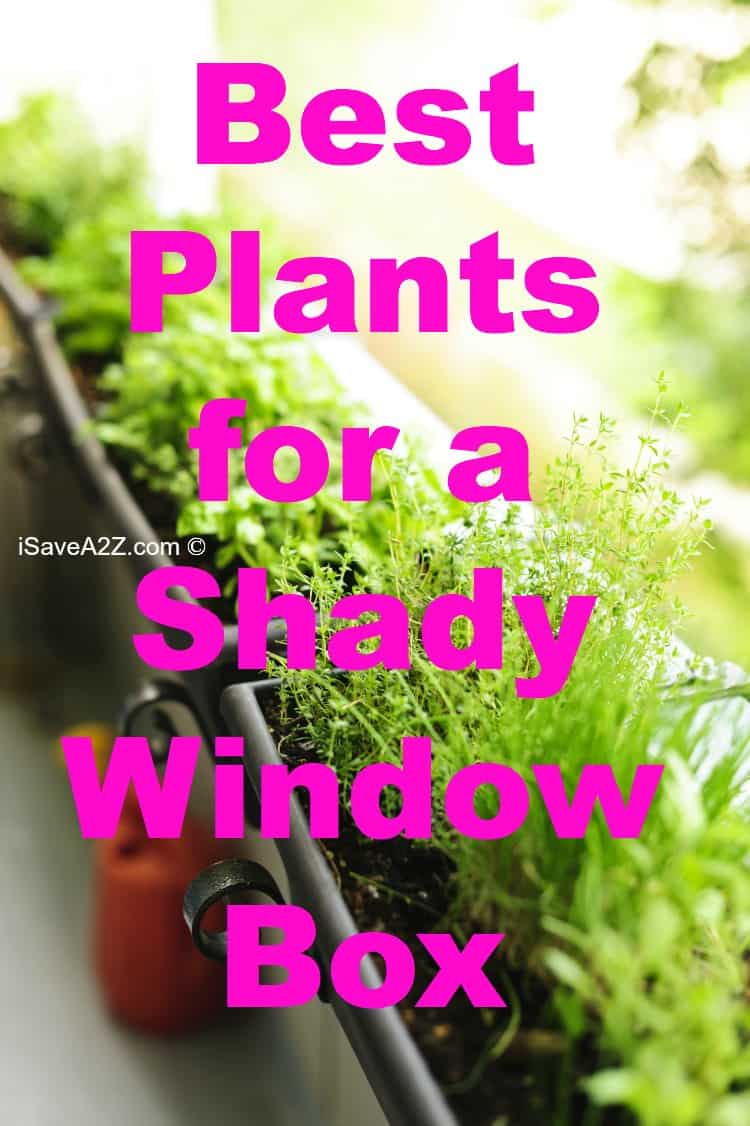 Best Plants for a Shady Window Box - iSaveA2Z.com