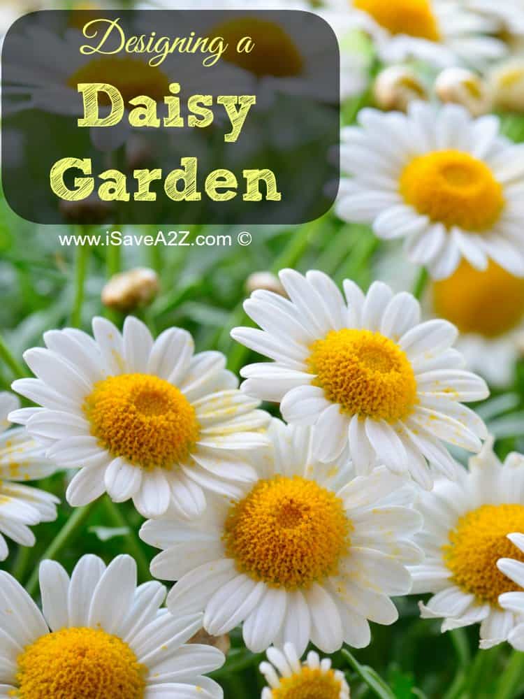 Designing a Daisy Garden