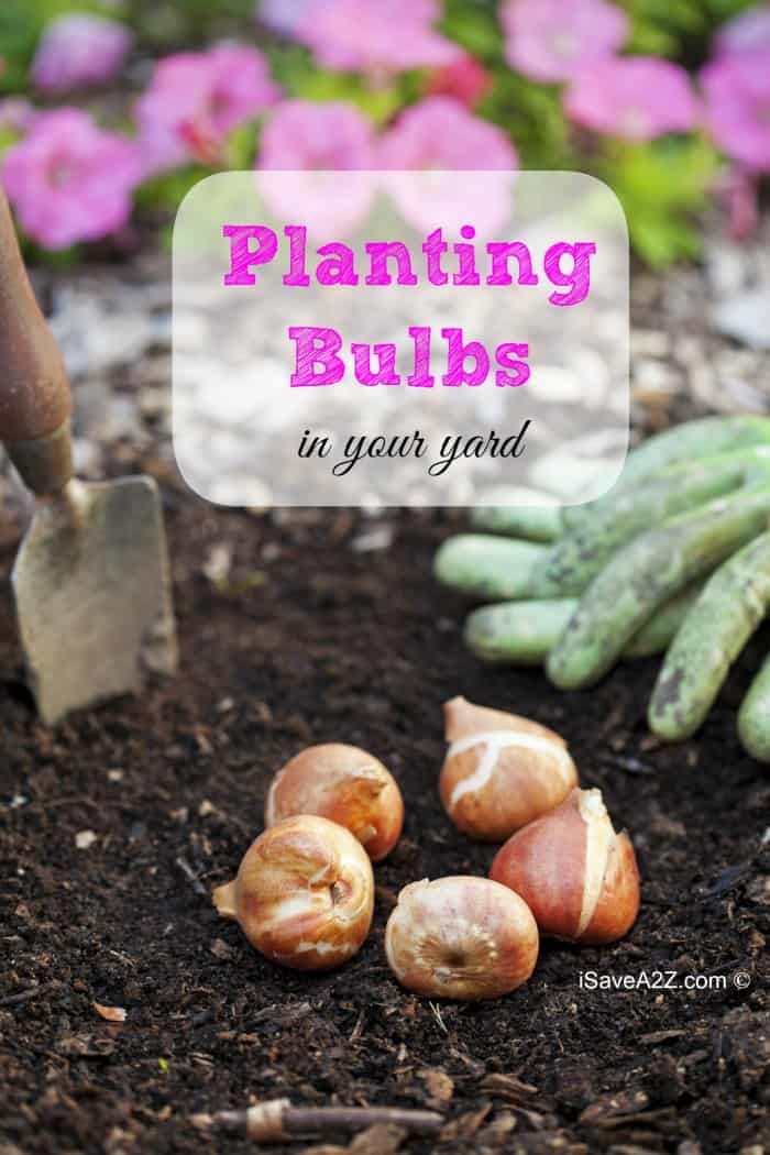 Planting Blubs in your Yard