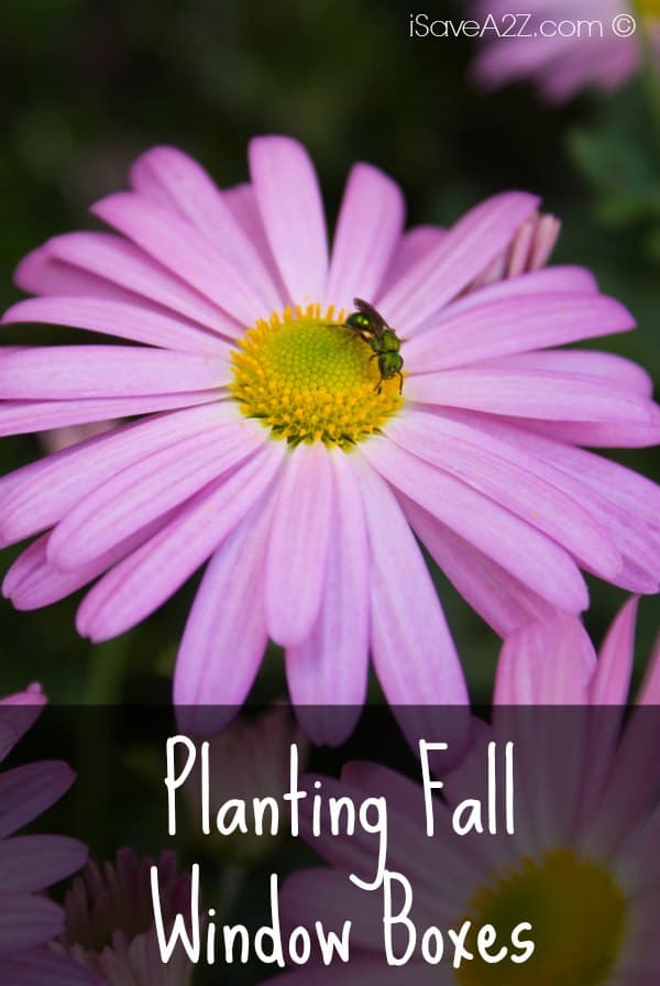 Planting Fall Window Boxes