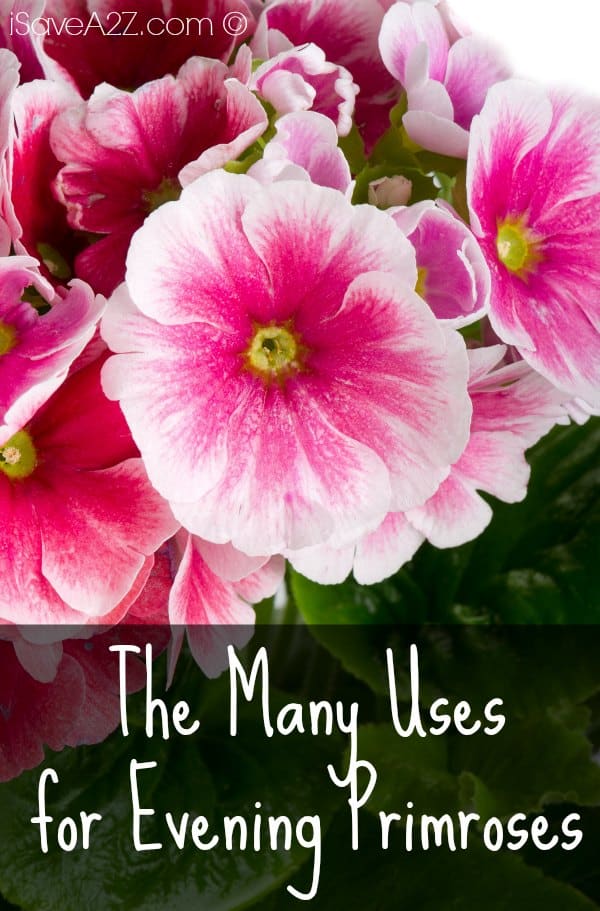 The Many Uses for Evening Primroses