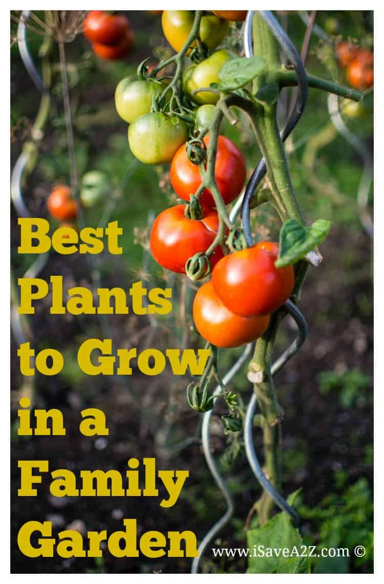 Best Plants to Grow in a Family Garden