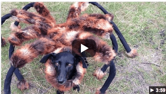 dog costume spider