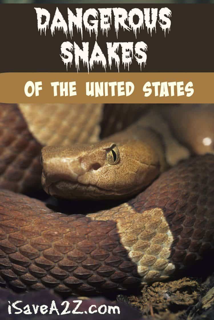 Dangerous Snakes of the United States
