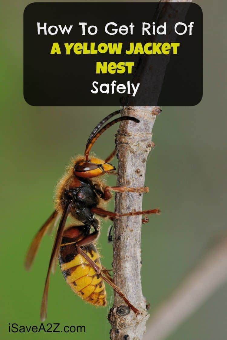 How To Get Rid Of A Yellow Jacket Nest Safely