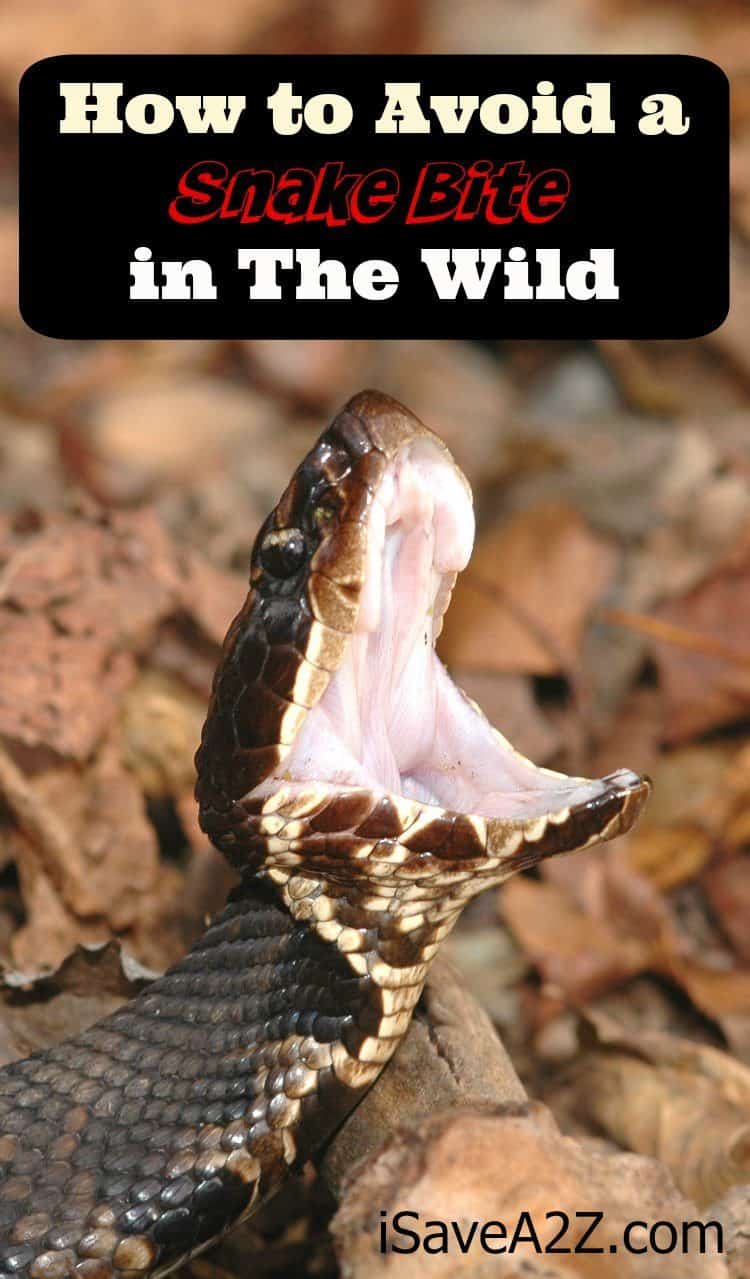 How to Avoid a Snake Bite in the Wild