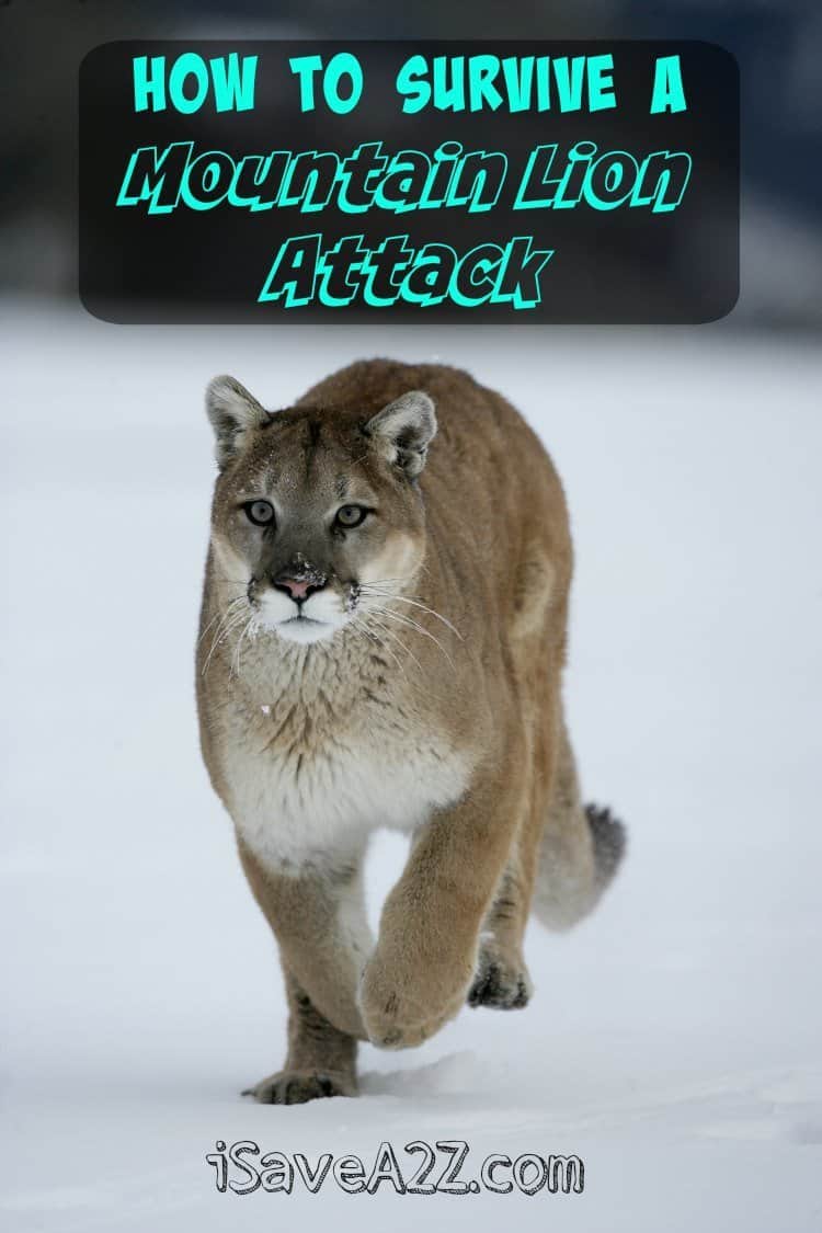 How to Survive a Mountain Lion Attack