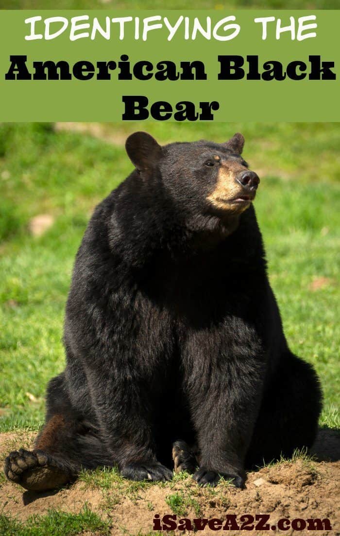 Identifying the American Black Bear – Country Living Tips