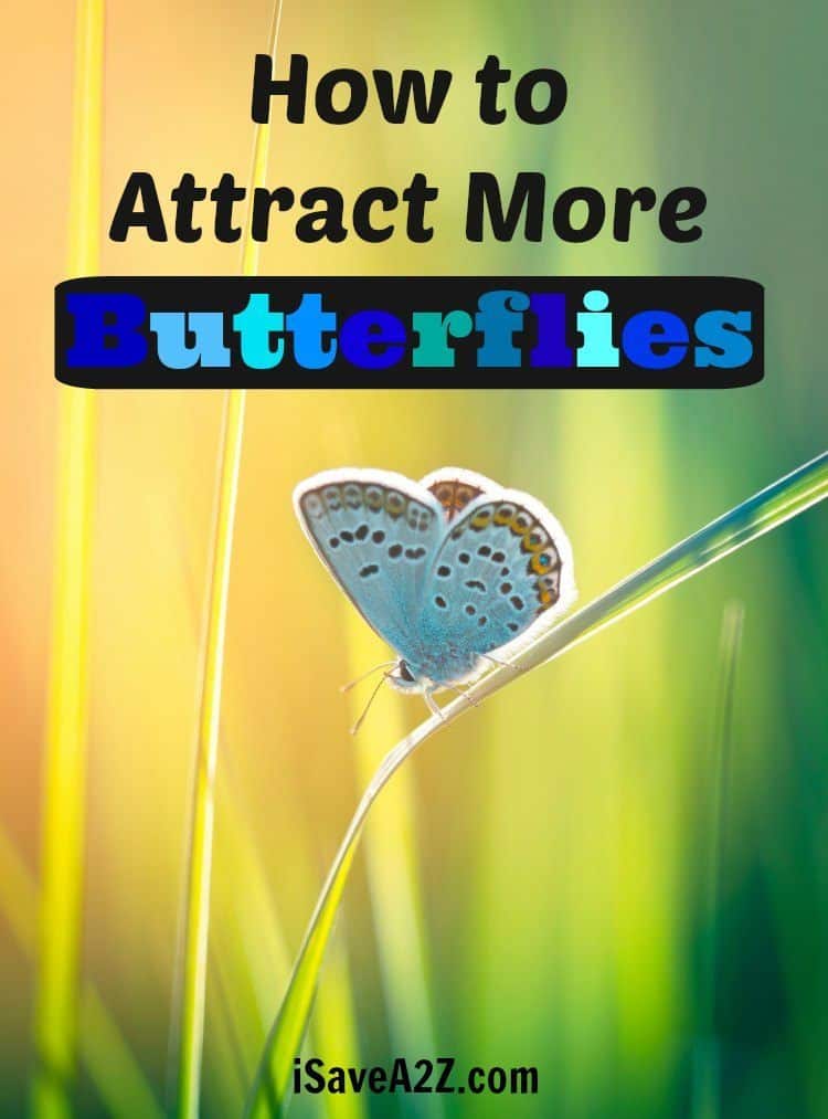How to Attract More Butterflies