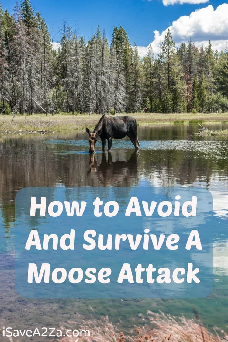 How to Avoid And Survive A Moose Attack
