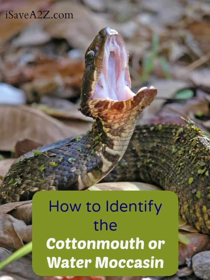 How to Identify the Cottonmouth or Water Moccasin