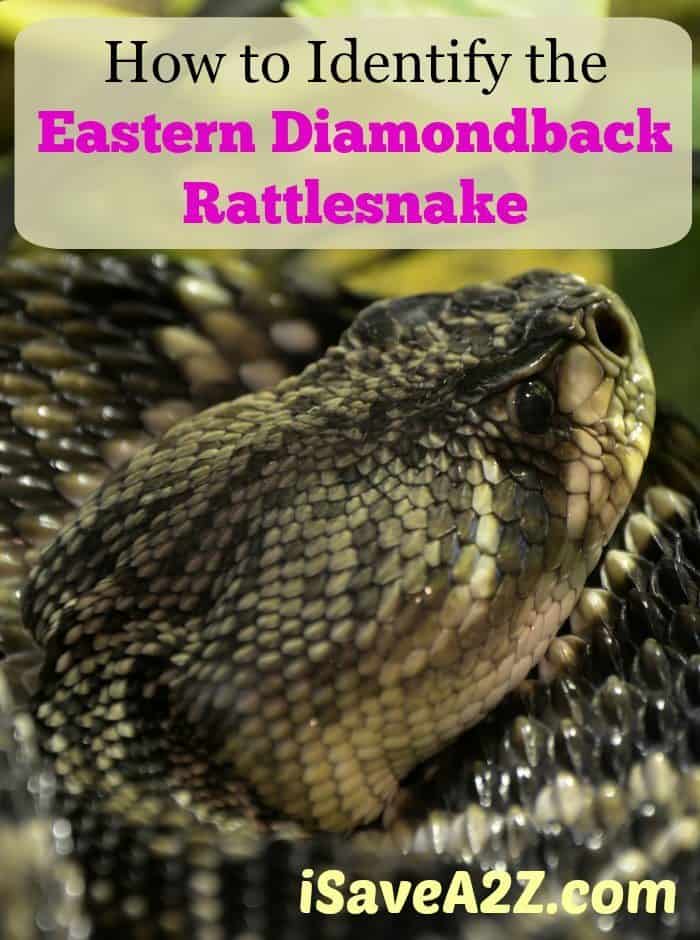 How to Identify the Eastern Diamondback Rattlesnake – Country Living Tips