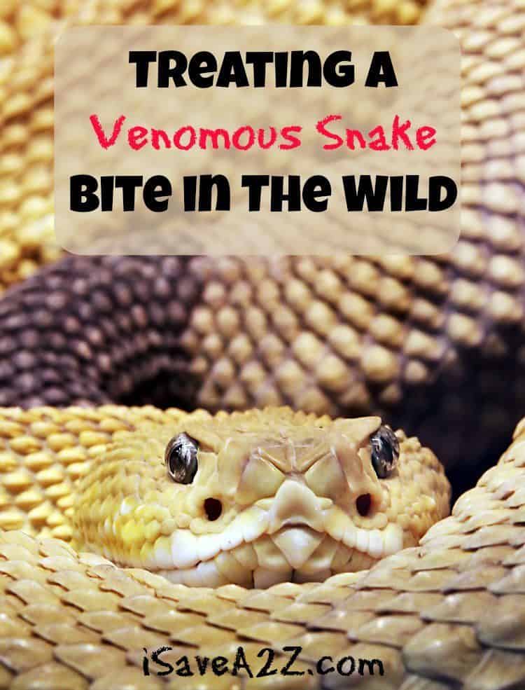 Treating a Venomous Snake Bite in The Wild