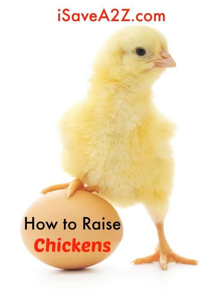 How to Raise Chickens 