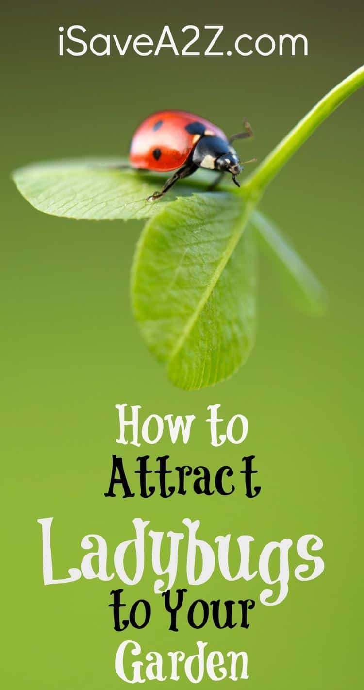 How to Attract Ladybugs to Your Garden