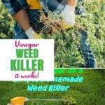 Weed Killer Home Remedy with this homemade weed killer using vinegar
