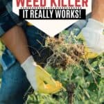 Weed Killer Home Remedy with this homemade weed killer using vinegar