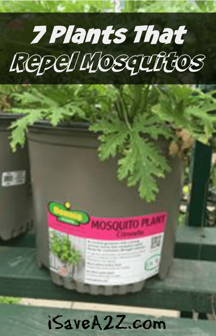 7 Plants that Repel Mosquitos