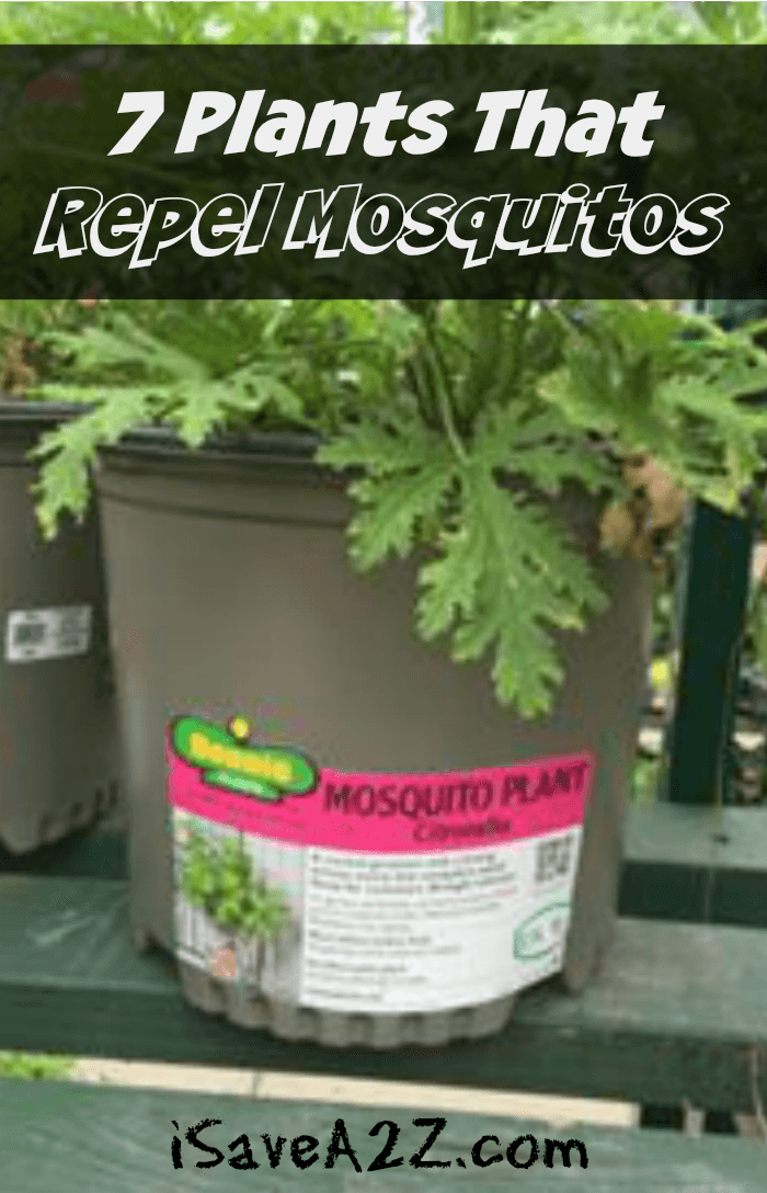 plants that repel mosquitos