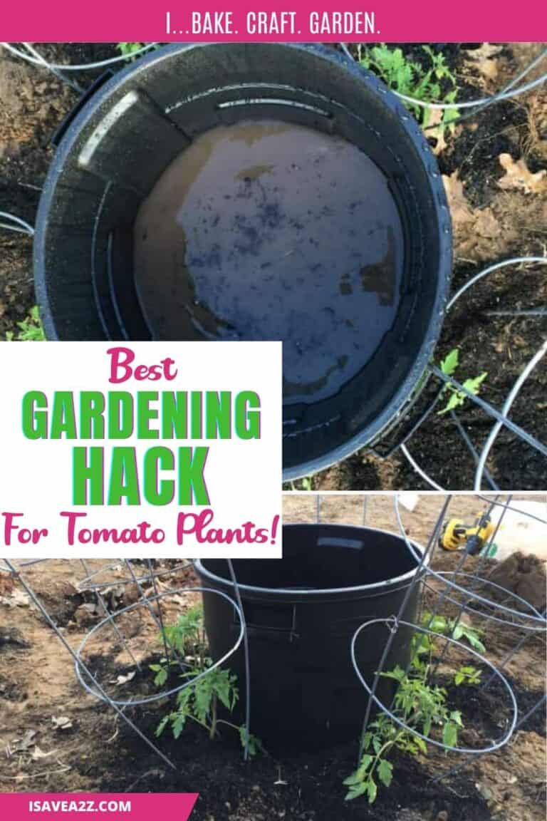 BEST Garden Hack for Watering Tomato plants!
