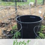 BEST Garden Hack for Watering Tomato plants!