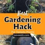 BEST Garden Hack for Watering Tomato plants!