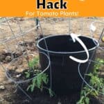 BEST Garden Hack for Watering Tomato plants!