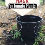 BEST Garden Hack for Watering Tomato plants!
