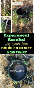 Tomato plants watering trick