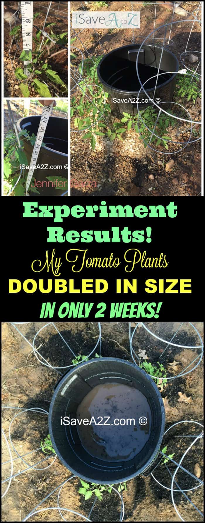 Tomato plants watering trick