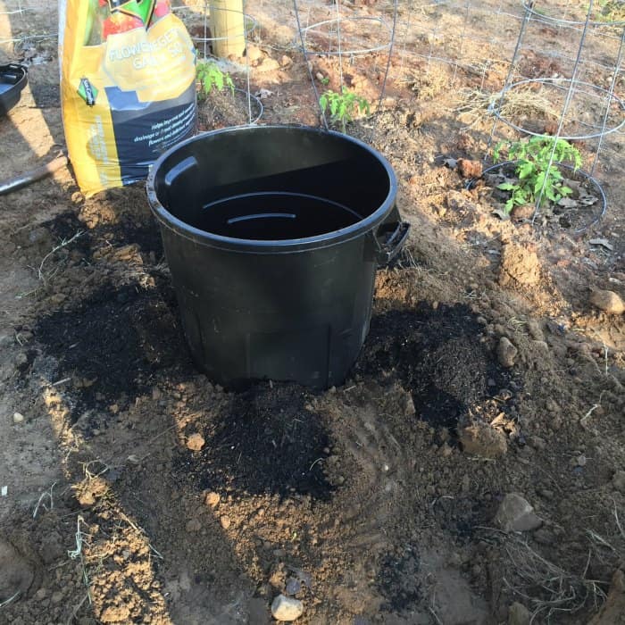 Tomato Plant Watering Hack 