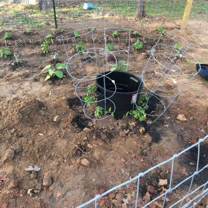 Tomato Plant Watering Hack 