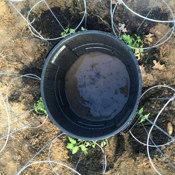 Tomato Plant Watering Hack 